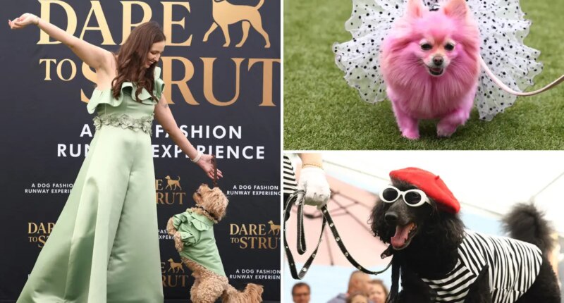 Adorable doggy fashion show 'Dare to Strut' takes Los Angeles by storm