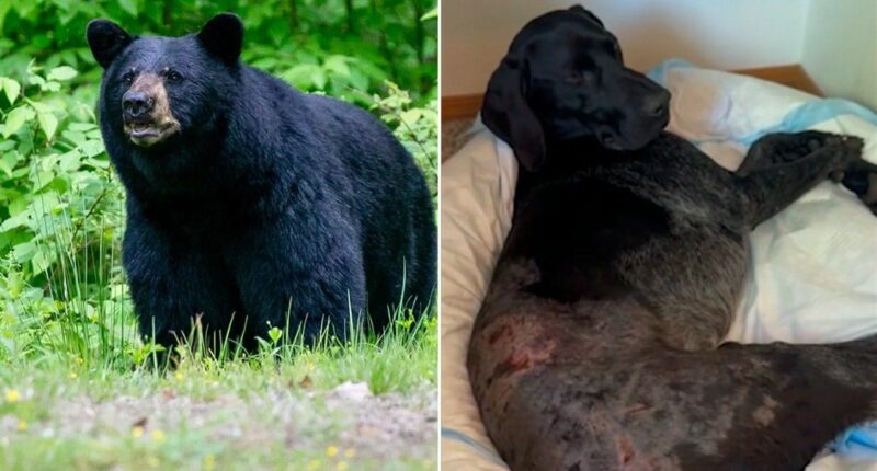 Alaska woman uses weapon to survive terrifying bear attack after predator mauls pooch: 'I thought I was dead'