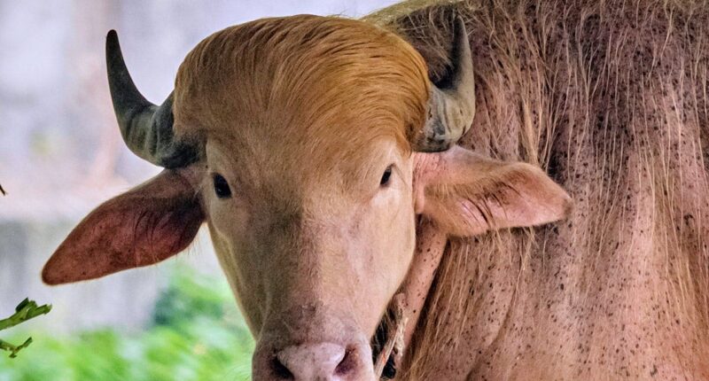 Albino buffalo nicknamed 'Donald Trump' becomes sensation at Bangladesh's national zoo for its blond hair