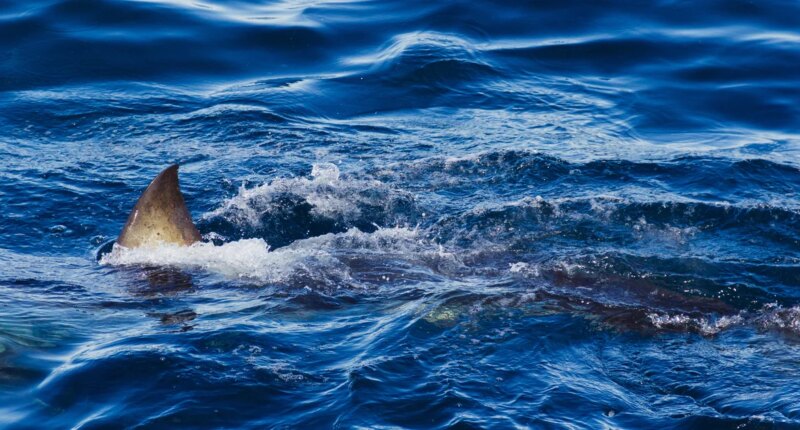 American boy, 12, attacked by shark in Bahamas while swimming with brother
