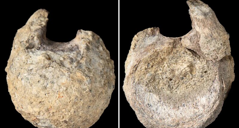 Antarctica's first-ever dinosaur bone discovered collecting dust in drawer for over 40 years