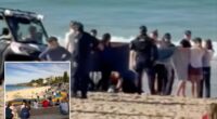 Australian swimmer critically injured in shark attack at Sydney's Coogee Beach