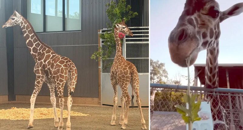 Baby giraffes who vanished from troubled roadside zoo last year finally found safe