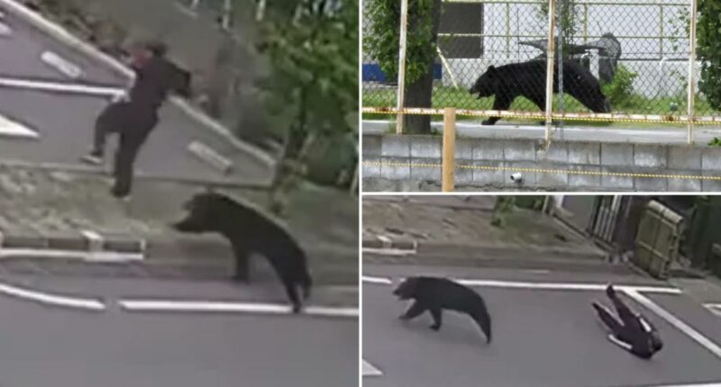 Bear injures 4 people in Japanese residential area as attacks rise