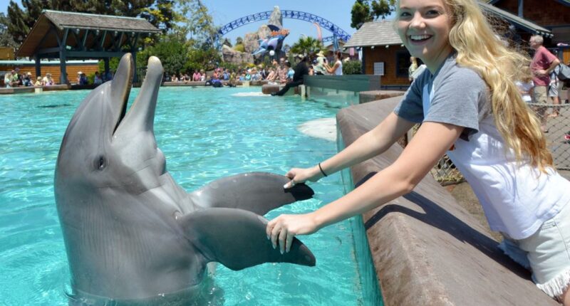Beloved SeaWorld San Diego staple Dottie the 39-year-old dolphin dies