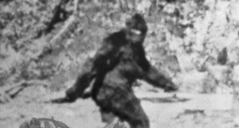 Bigfoot fever grips Canada after spate of sasquatch 'sightings' as witness describes 'massive figure' with 'earthy' smell