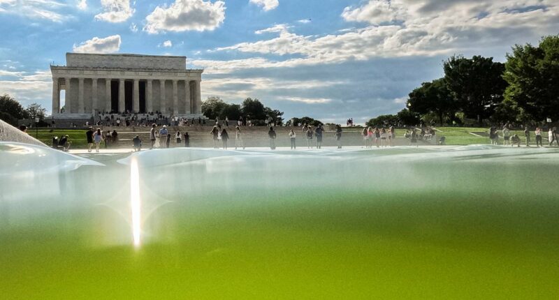 Bleach thrown into algae-ridden Reflecting Pool in bid to turn it blue