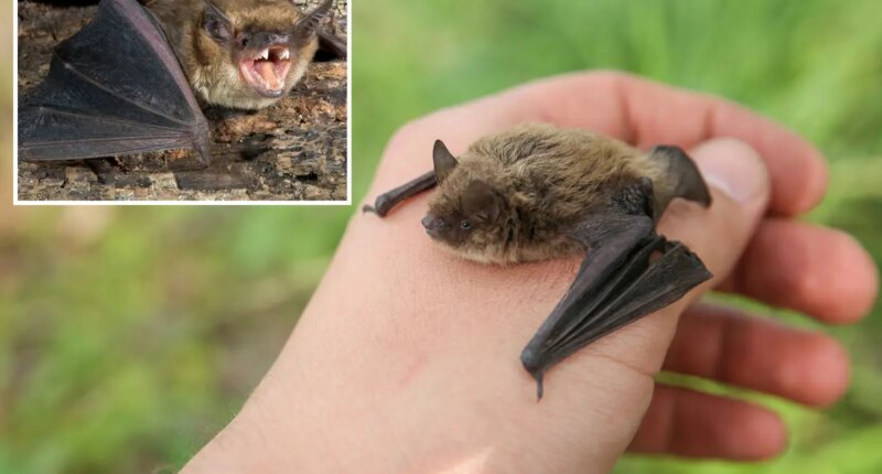 Boy, 11, died of rabies after bat landed on his face while he slept