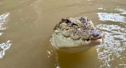 Boy, three, is thrown into crocodile enclosure at zoo