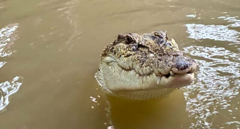 Boy, three, is thrown into crocodile enclosure at zoo