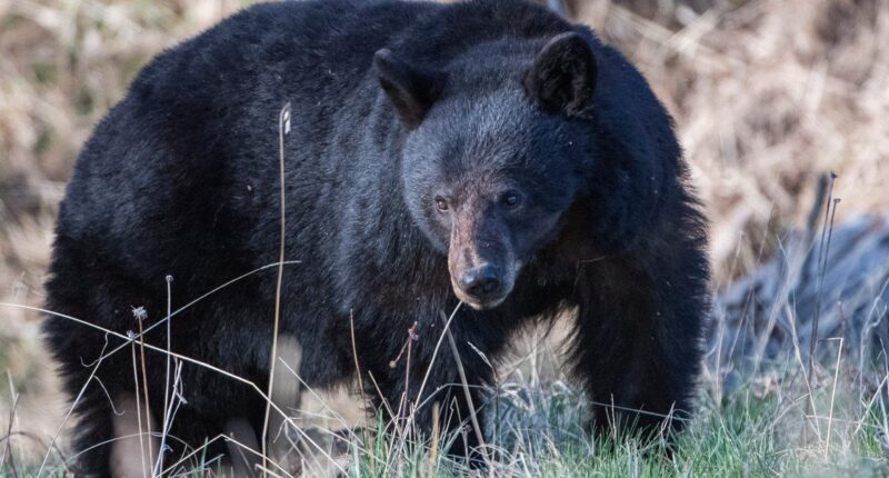 California couple fights off 70-pound black bear with hatchet and water bottle outside their home