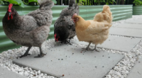Casselberry woman fights to keep backyard hens