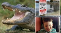 Disney World in Florida removes more than 400 alligators since toddlerâs 2016 death