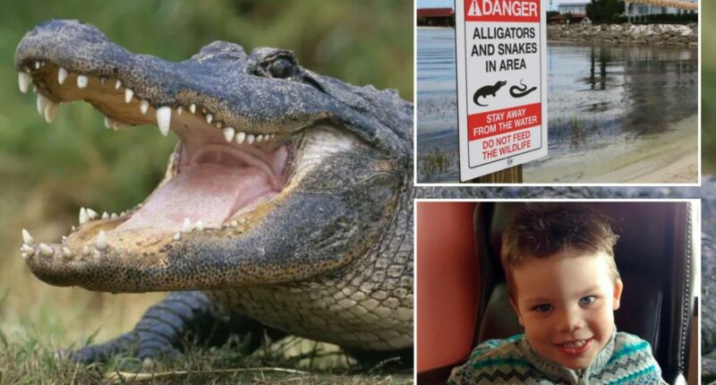 Disney World in Florida removes more than 400 alligators since toddlerâs 2016 death