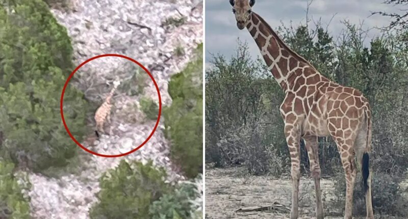 Escaped giraffe found miles from enclosure