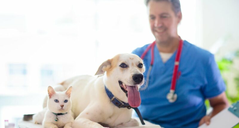 FDA clears emergency use of drug to fight screwworm infections in pets