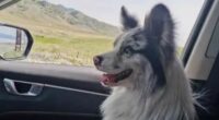 Famous dog 'is served up in Chinese restaurant after being abducted'