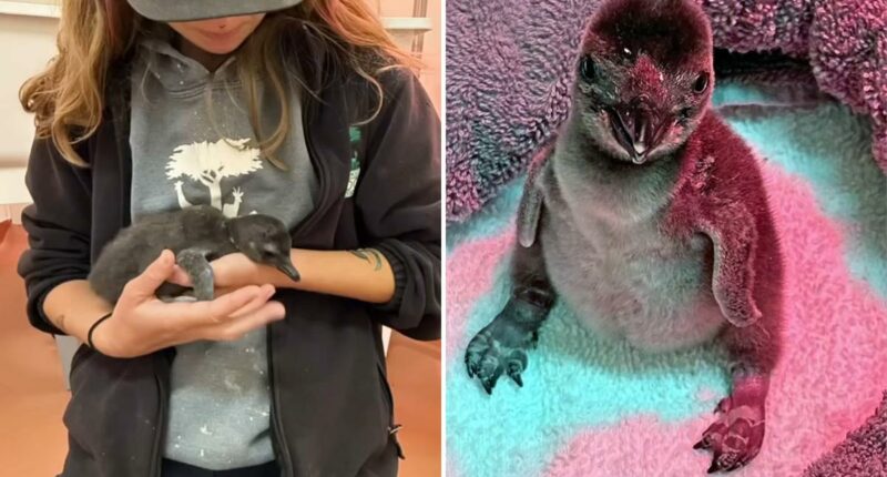 First penguin chicks born at California zoo in years as handlers reveal unique rearing plan