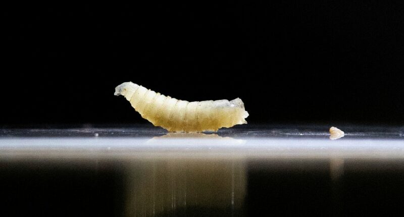 Flesh-eating parasite spreads to second US state