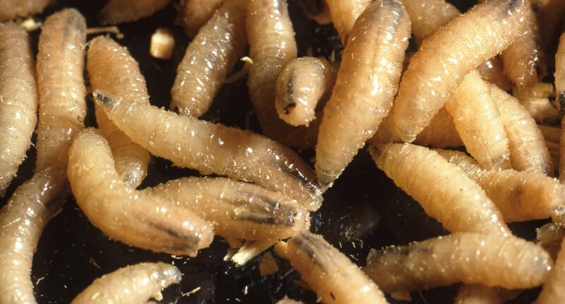 Flesh-eating parasite that devours victims alive detected in US