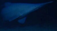Goblin shark spotted in Tonga Trench, first time in natural habitat