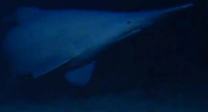 Goblin shark spotted in Tonga Trench, first time in natural habitat