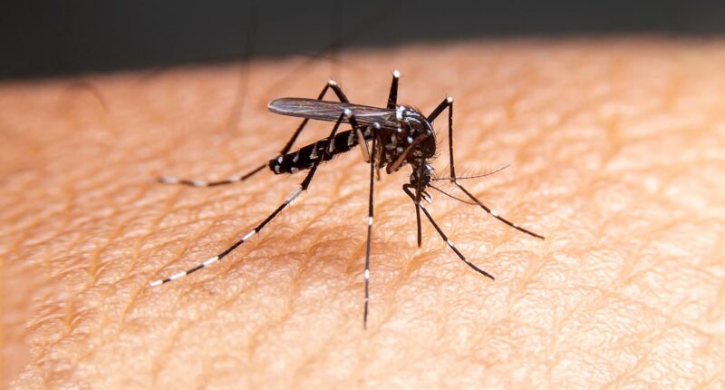 Google plans to release 64 MILLION bacteria-infected mosquitoes in US