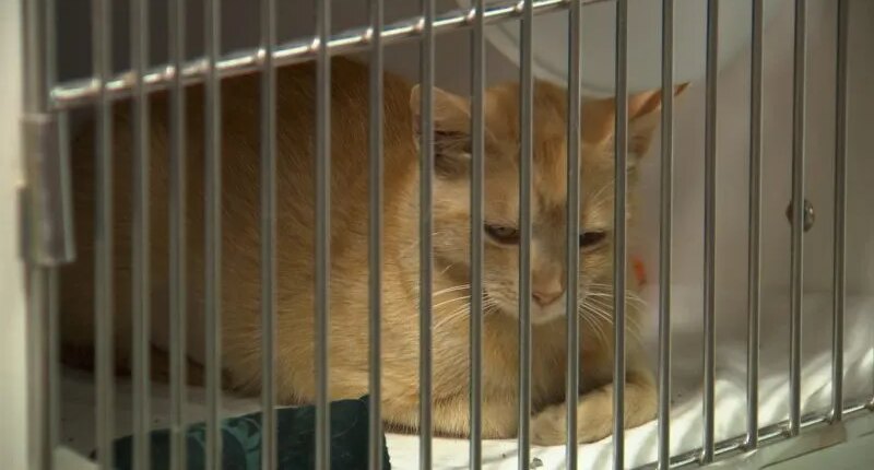 Hillsborough County Pet Resource Center at 700% capacity for cats