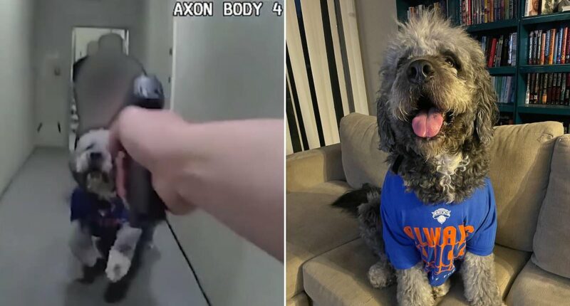 Horrifying LAPD bodycam shows cop shoot at helpless dog FOUR times