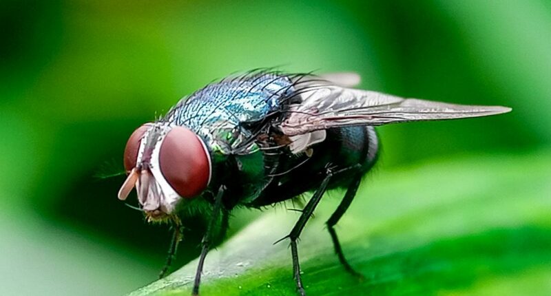 'Horror' flesh-eating New World screwworm case detected in Texas: USDA