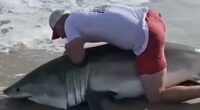 Insane moment fisherman wrangles great white shark at popular beach