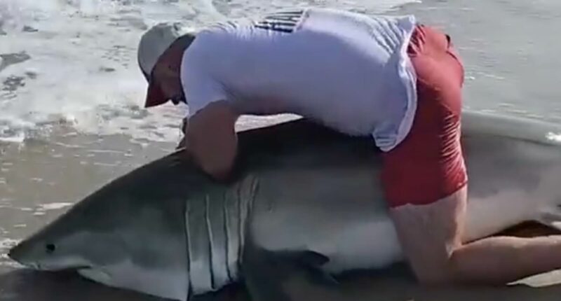 Insane moment fisherman wrangles great white shark at popular beach