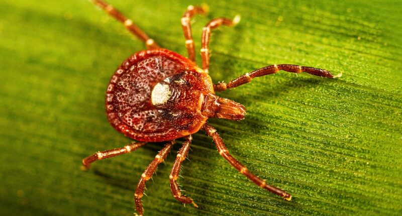 Man hospitalized with tick virus that causes brain damage in minutes
