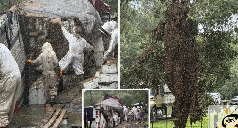 Millions of bees escape after a truck carrying hives crashes in Texas