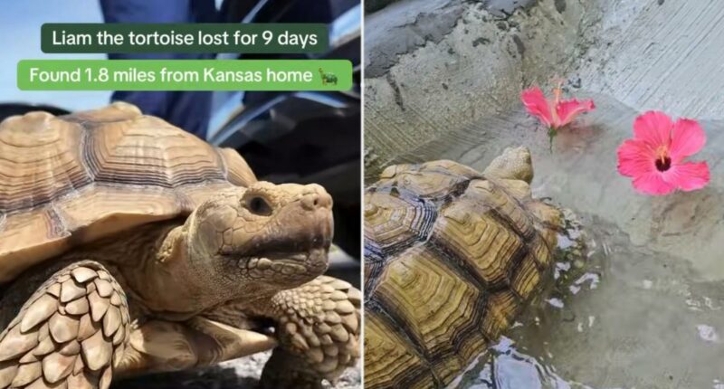 Missing tortoise reunited with family after Missouri search