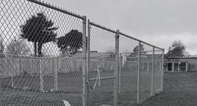 More than 100 dead dogs found at Northern California rescue amid animal cruelty investigation