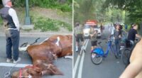 NYC carriage horse collapses and dies in Central Park, traumatizing parkgoers