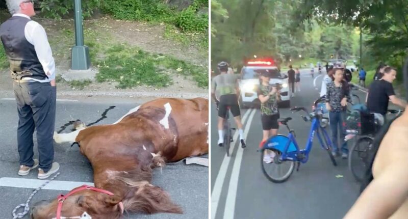 NYC carriage horse collapses and dies in Central Park, traumatizing parkgoers