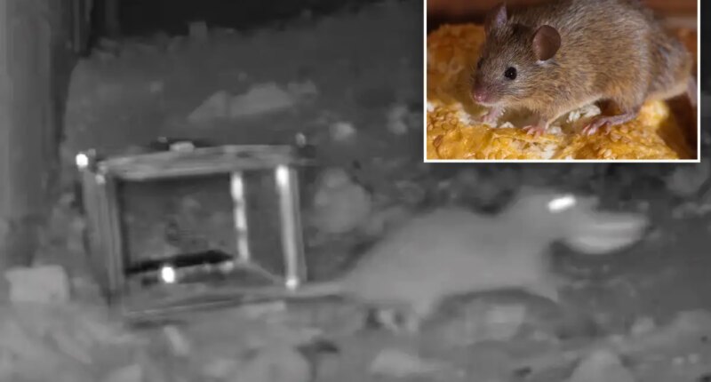 NYC mice and rats are evolving against 'human strategy,' study finds