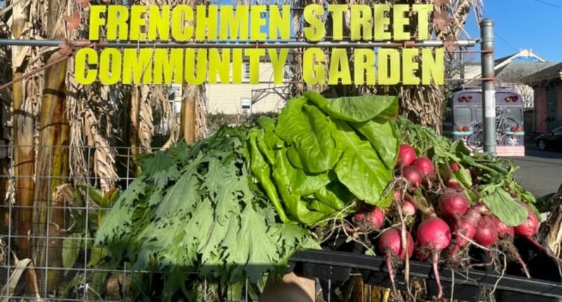 New Orleans lawmaker and realtor sells beloved community garden cheap