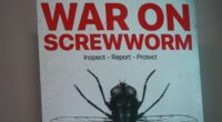 New World screwworm cases: Flesh-eating cattle parasite spreads beyond Texas, could devastate the nation's cattle industry