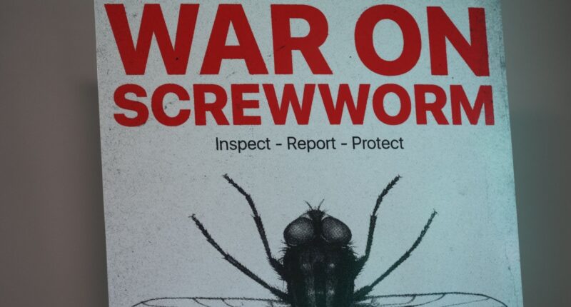 New World screwworm cases: Flesh-eating cattle parasite spreads beyond Texas, could devastate the nation's cattle industry