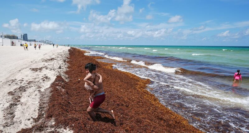 Picturesque beaches ruined by odor caused by record seaweed surge