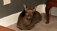 REVEALED: How a stunned deer ended up back in a mum's living room