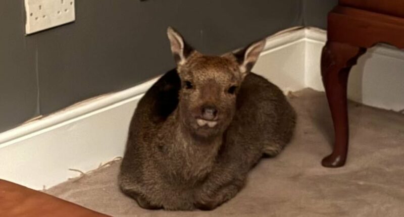 REVEALED: How a stunned deer ended up back in a mum's living room