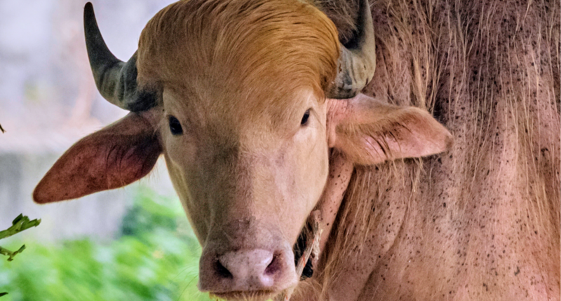 Rare Albino Buffalo named Donald Trump for his golden locks is a sensation at a Bangladesh zoo