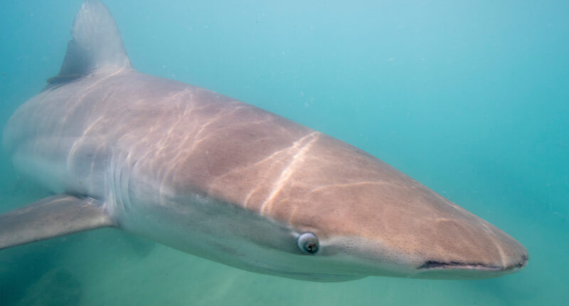 Rare dusty shark spotted off New England coast