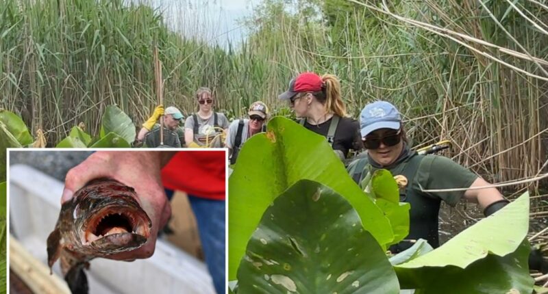 Ravenous 'Frankenfish' that can live outside water found on Long Island for first time