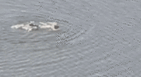 Rogue swimmer arrested after diving into 11-acre Central Park lake in failed attempt to escape NYPD