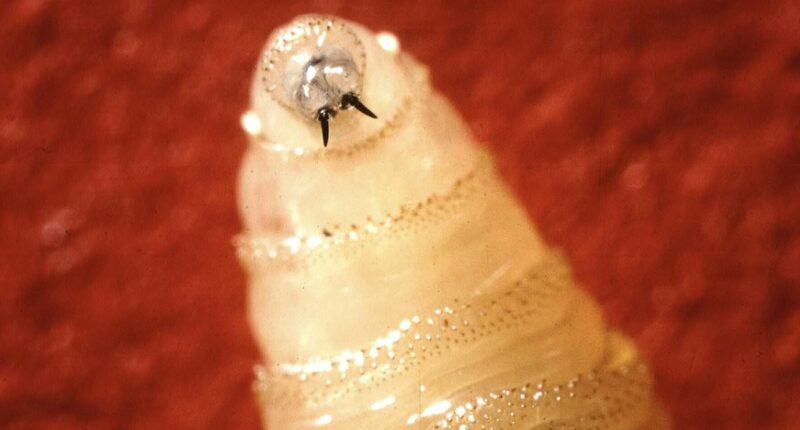 SECOND case of parasite that devours victims alive found in US
